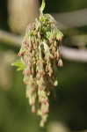 Boxelder